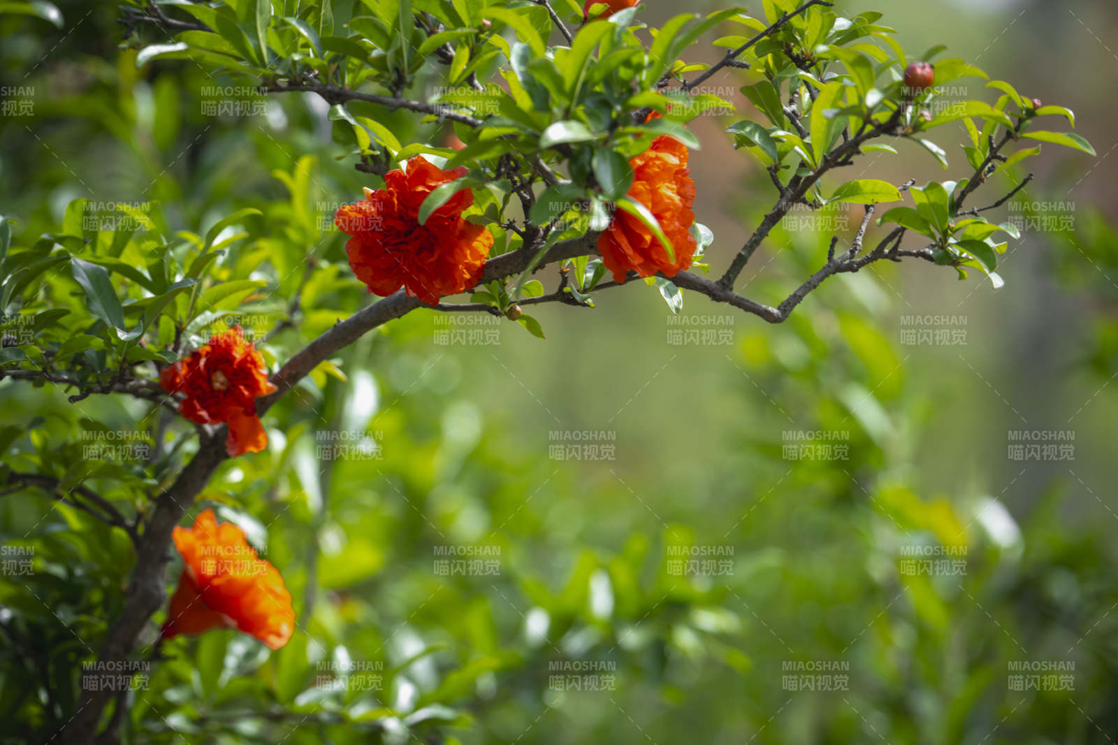 石榴花开枝头红图片