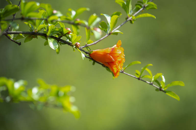 橙花绽放枝头图片