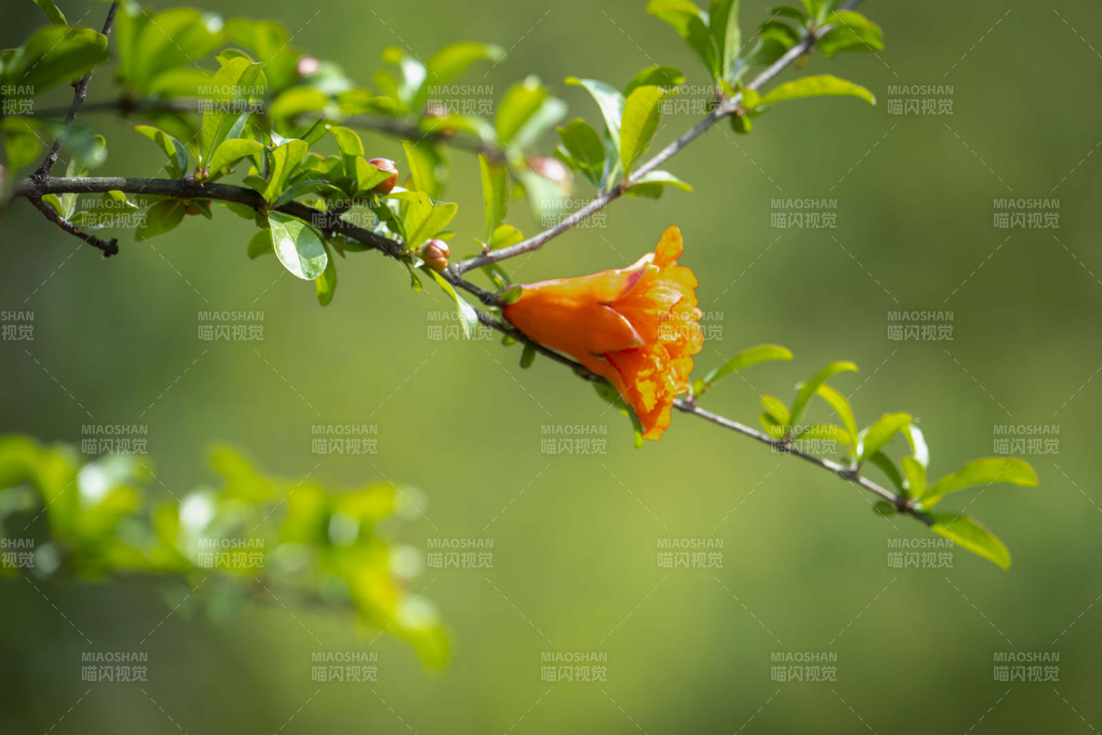 橙花绽放枝头图片