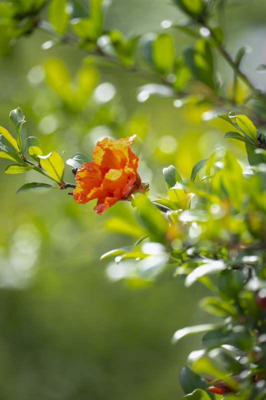 橙花绿叶映春光图片