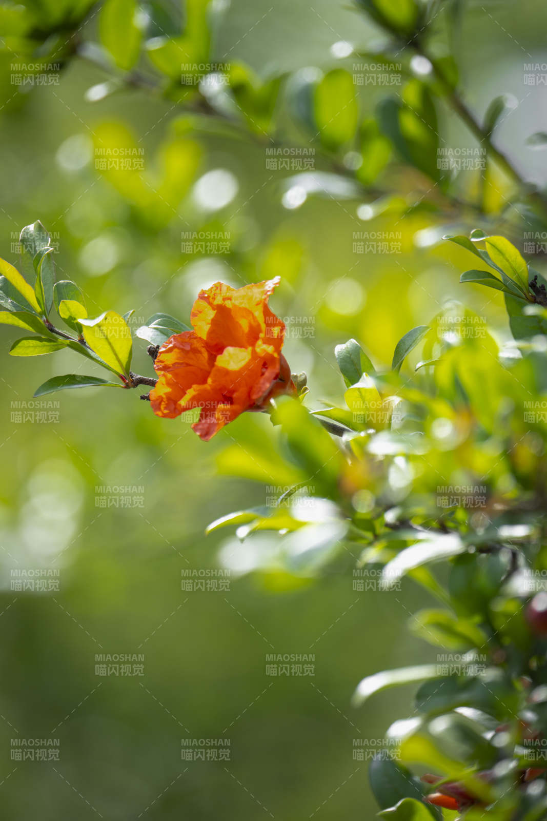 橙花绿叶映春光图片