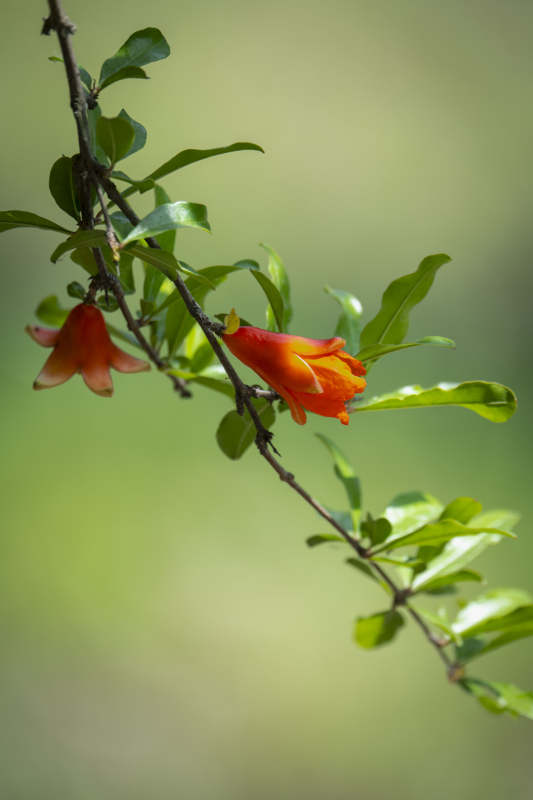 石榴花绽放枝头图片