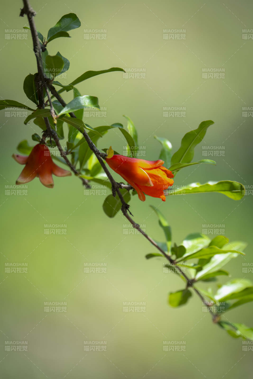 石榴花绽放枝头图片