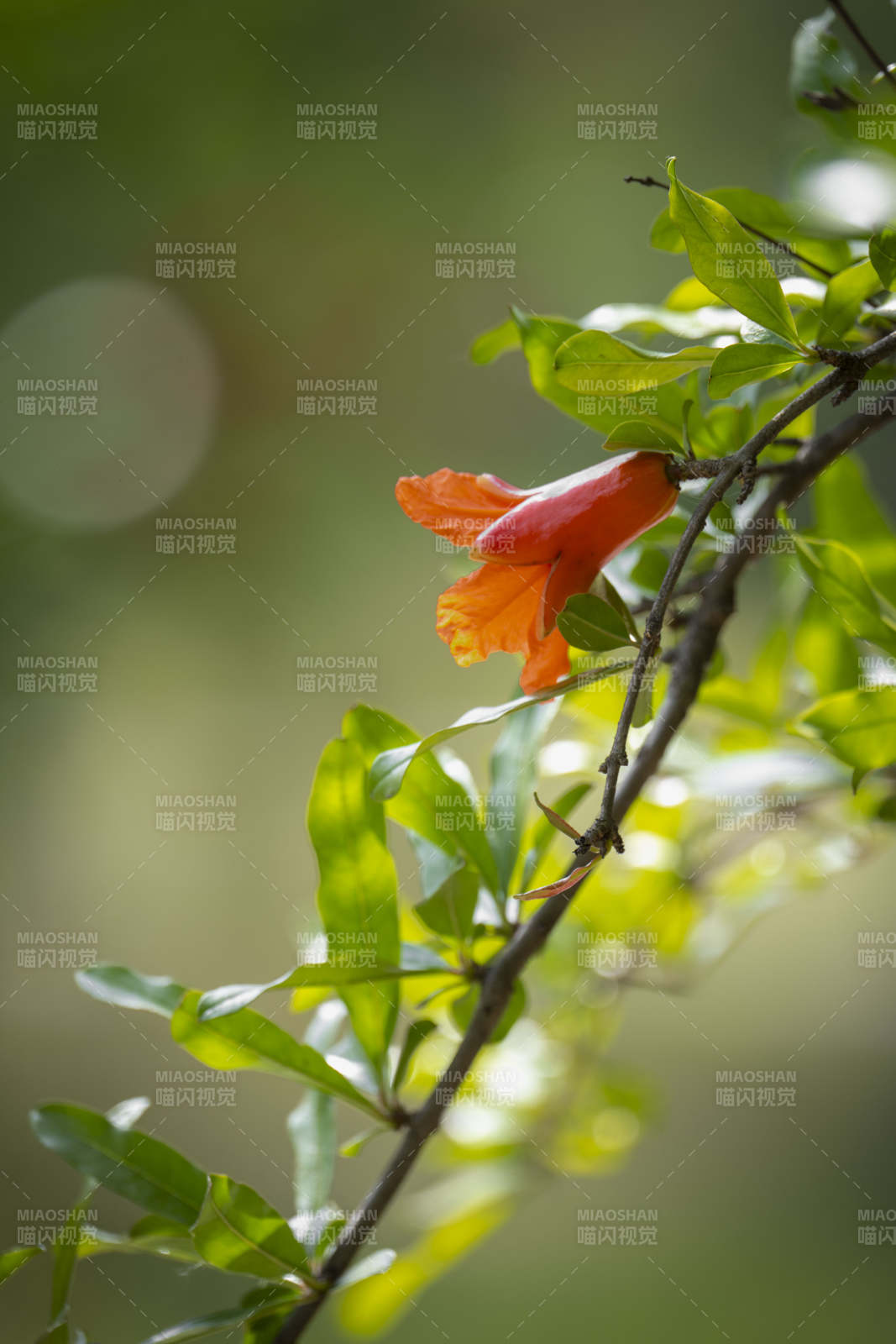 橙花绽放枝头图片
