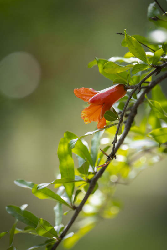 橙花绽放枝头图片