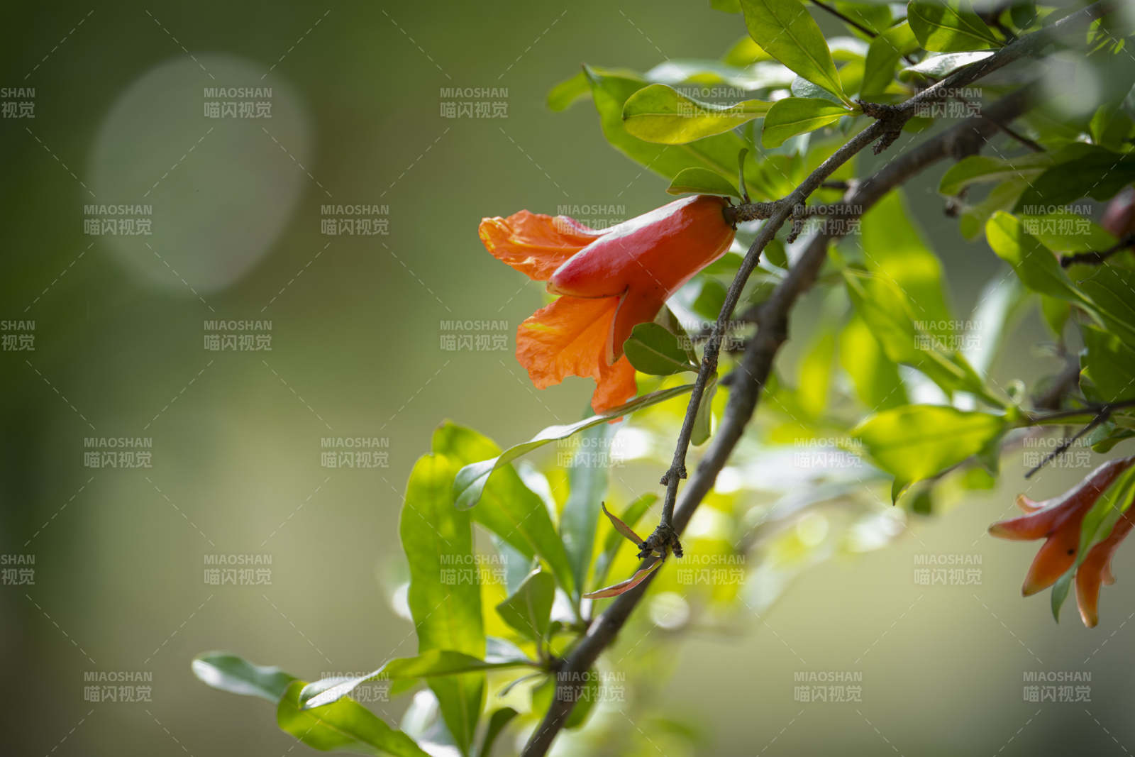 橙花绿叶枝头绽放图片