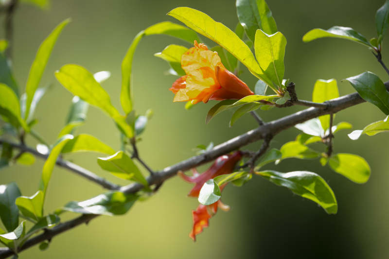 石榴花绽放枝头图片