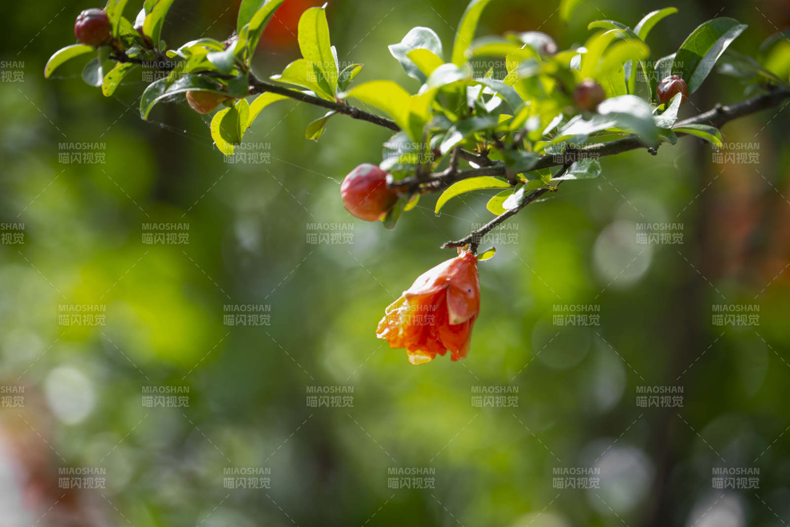 石榴花绽放枝头图片