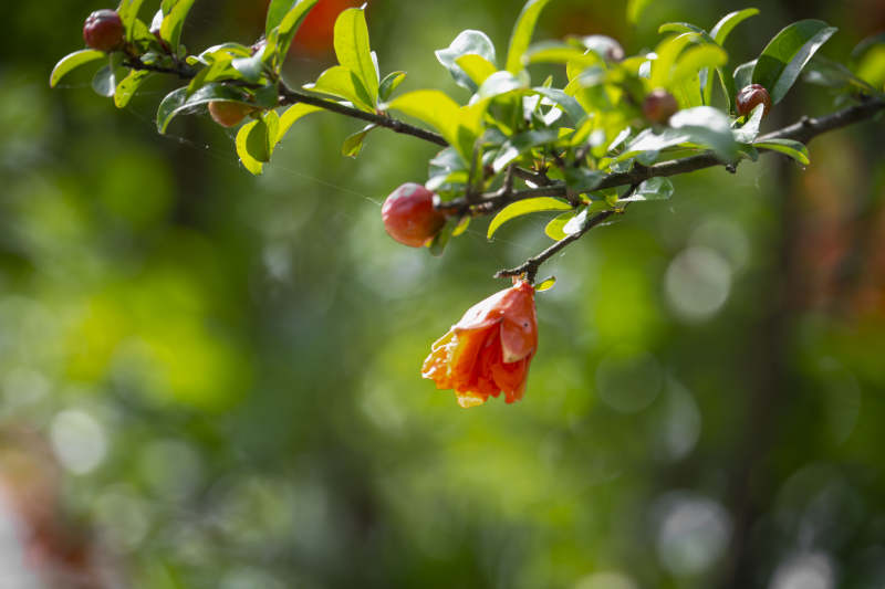 石榴花绽放枝头图片