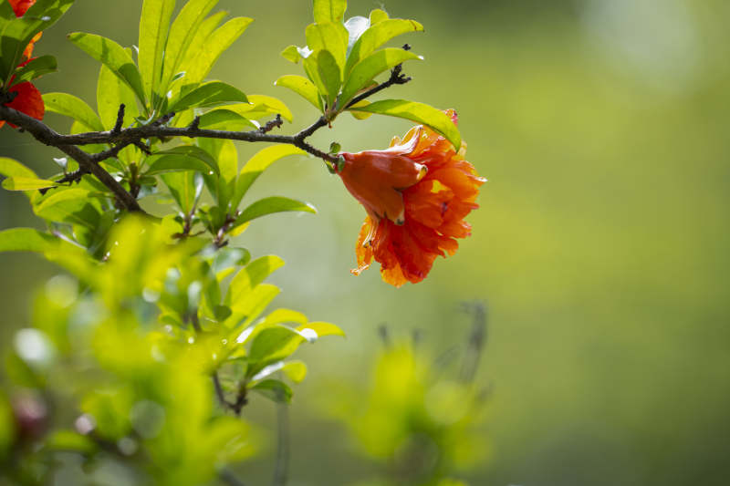 石榴花绽放枝头图片