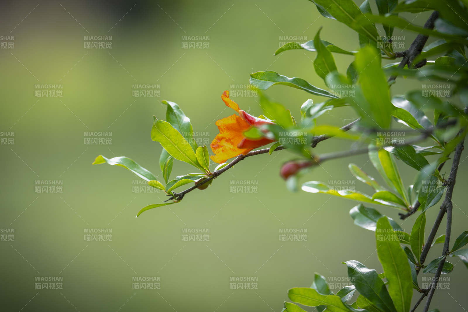 石榴花绽放枝头图片