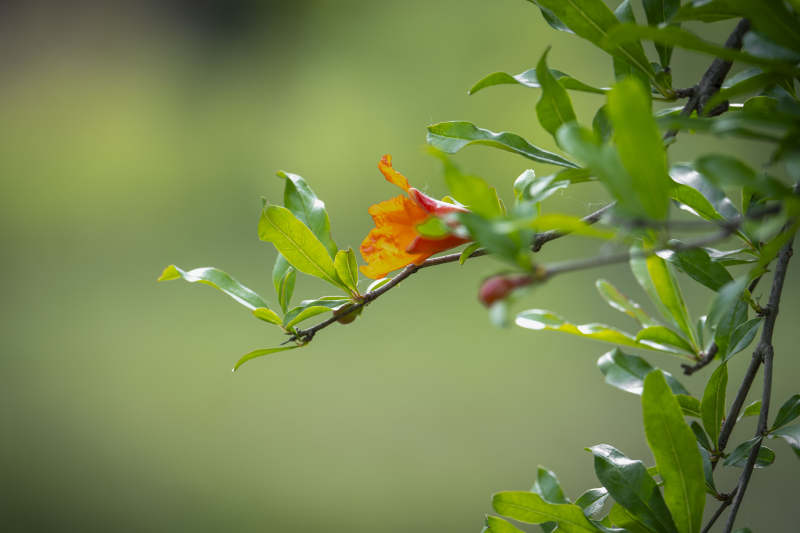 石榴花绽放枝头图片
