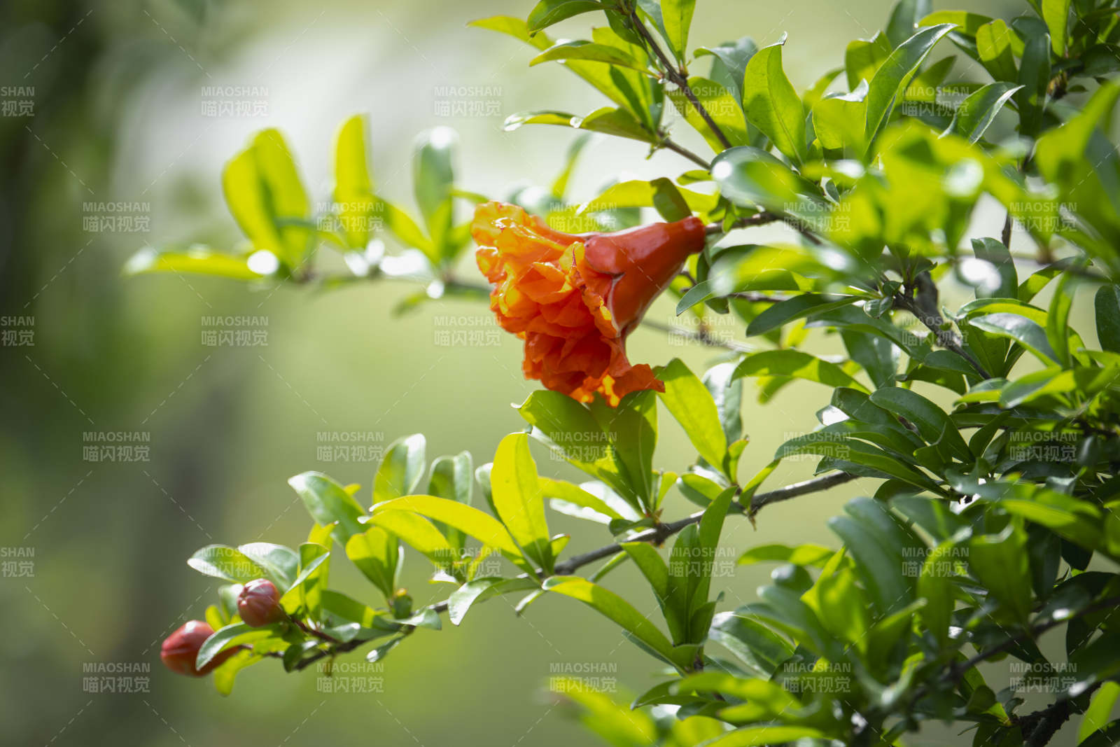 石榴花绽放枝头图片