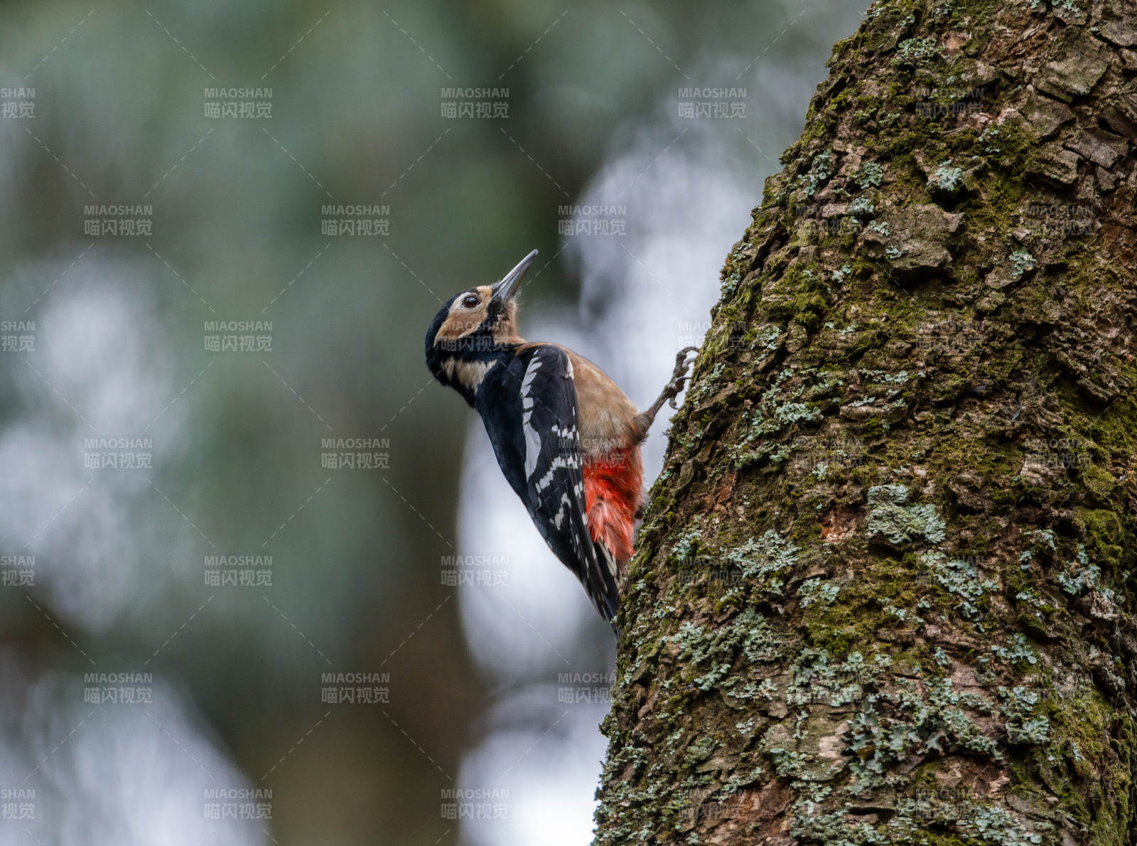 啄木鸟栖树干图片