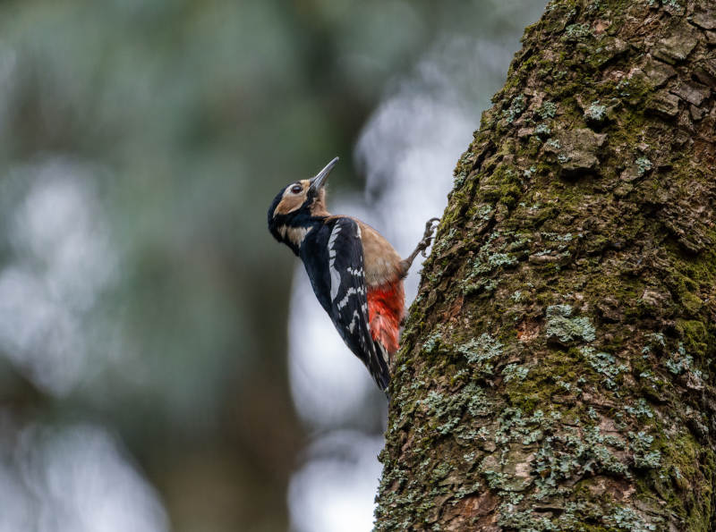 啄木鸟栖树干图片