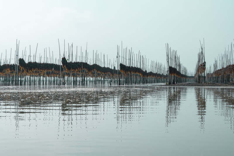 水乡竹影倒映图片