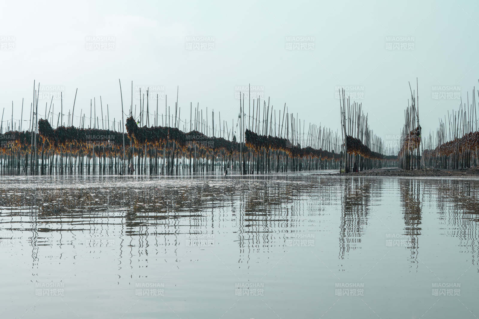 水乡竹影倒映图片