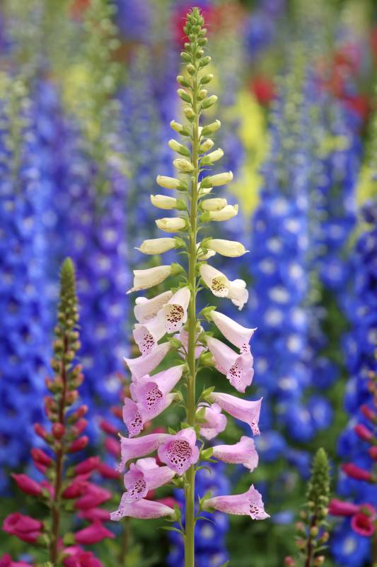 花海中的粉白毛地黄图片
