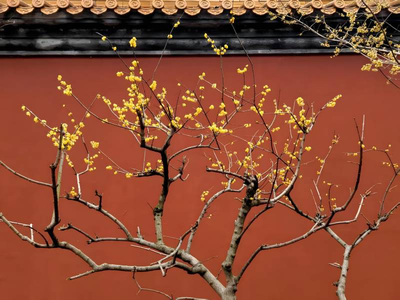红墙黄花映古檐图片