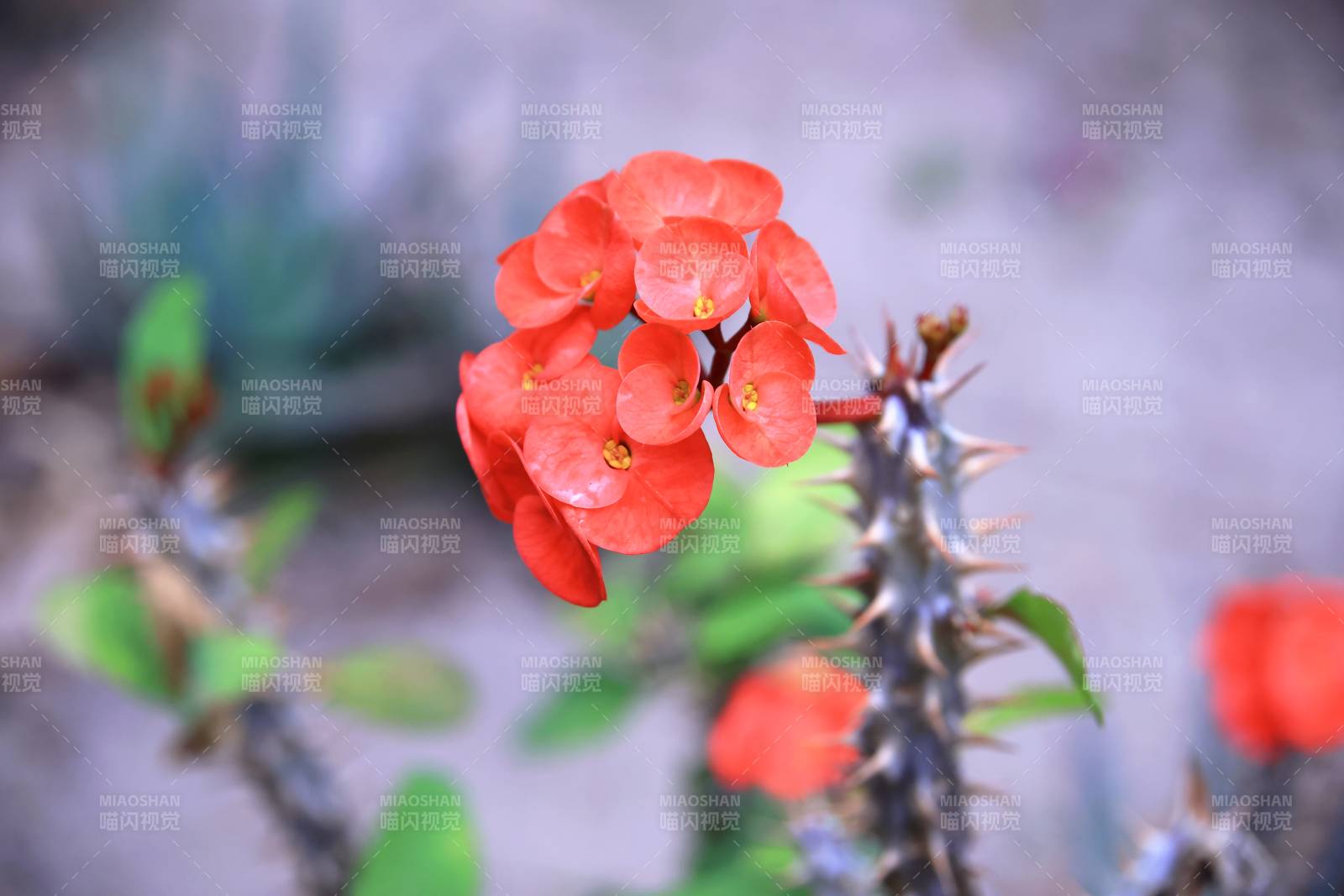 红花刺枝绽放图片