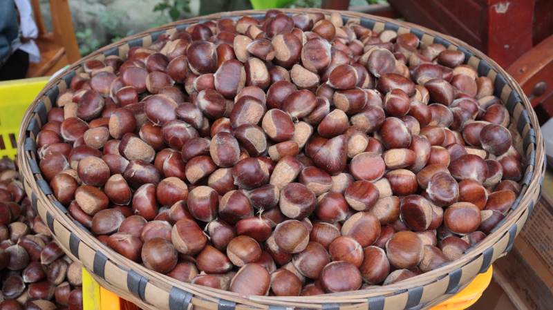 新鲜板栗满篮香图片