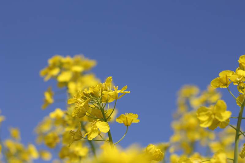 油菜花海映蓝天图片