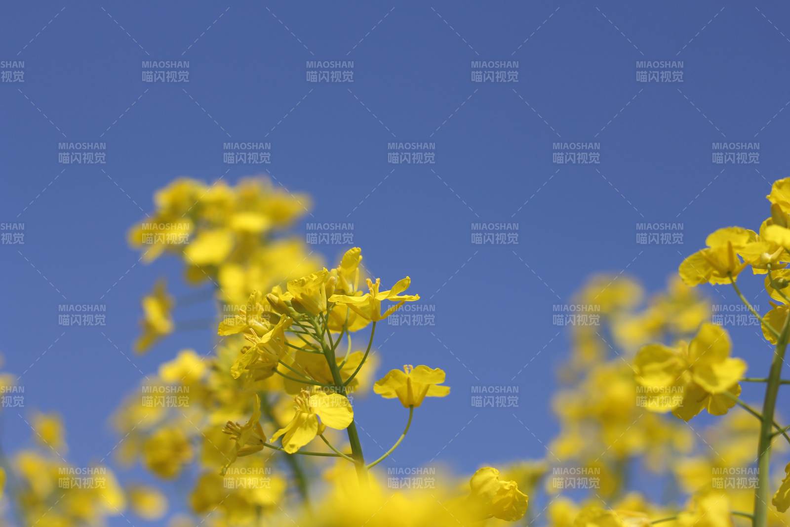 油菜花海映蓝天图片