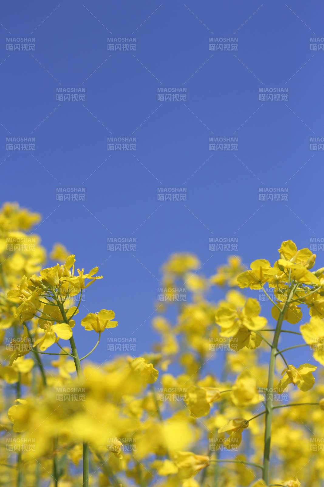 油菜花海映蓝天图片
