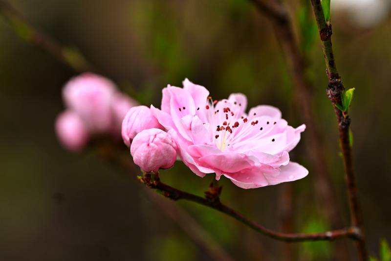 粉嫩桃花绽放枝头图片