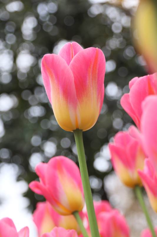 粉黄郁金香绽放图片