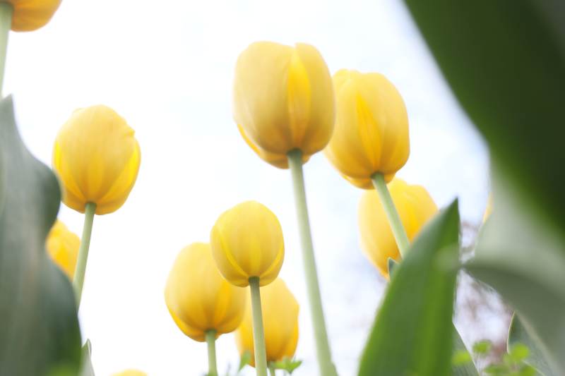 黄郁金香绽放图片