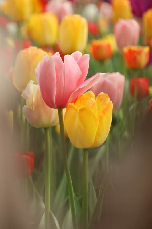 春日郁金香绽放图片