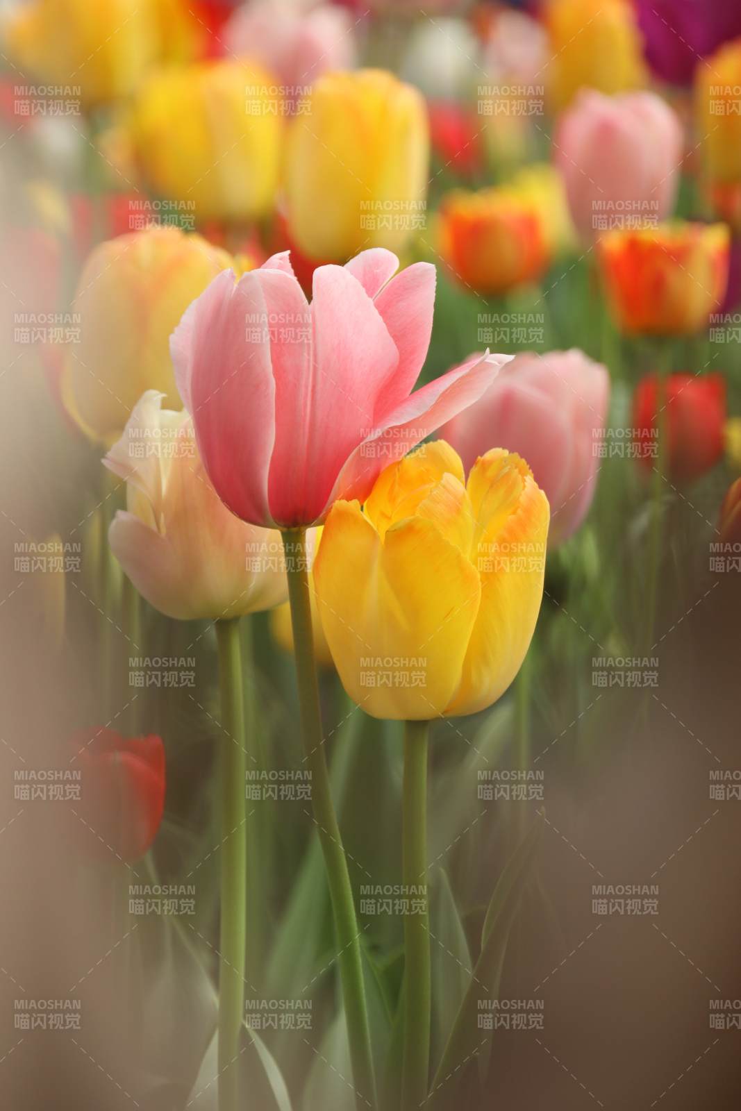 春日郁金香绽放图片