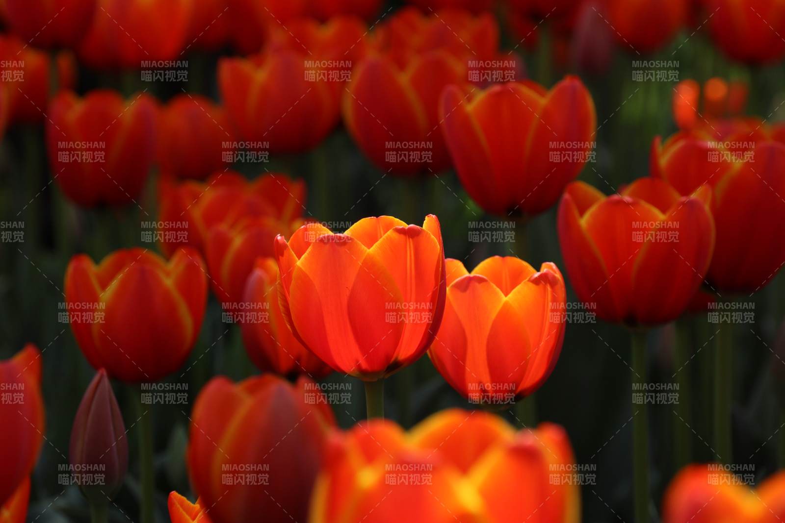 橙红郁金香绽放图片