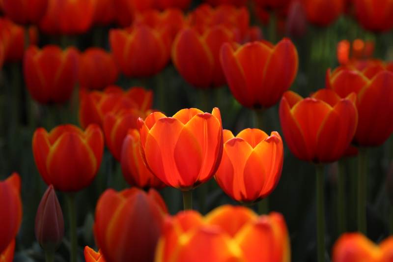 橙红郁金香绽放图片