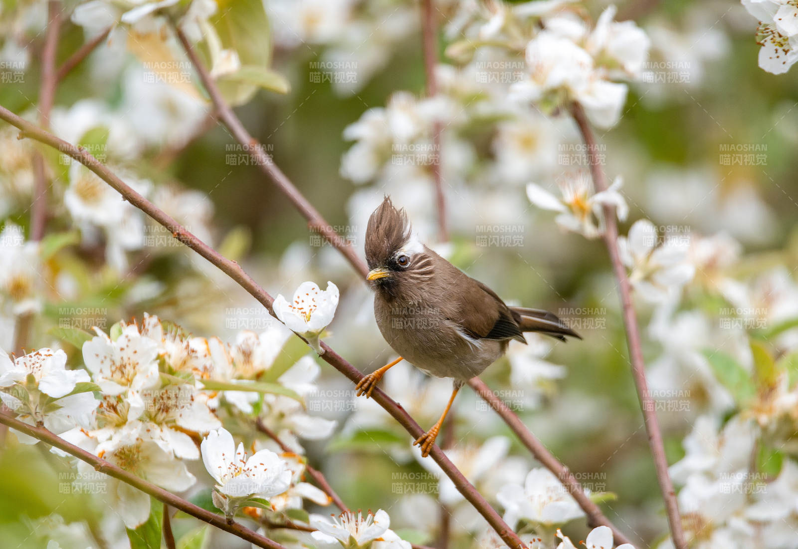 花枝上的小鸟图片