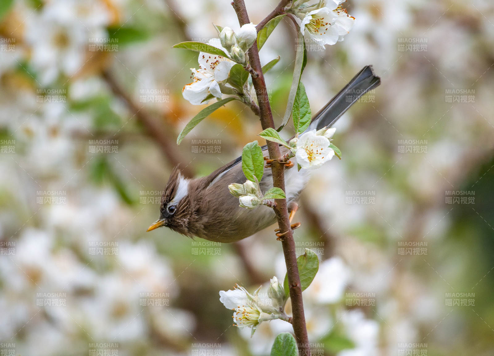 花枝上的小鸟图片