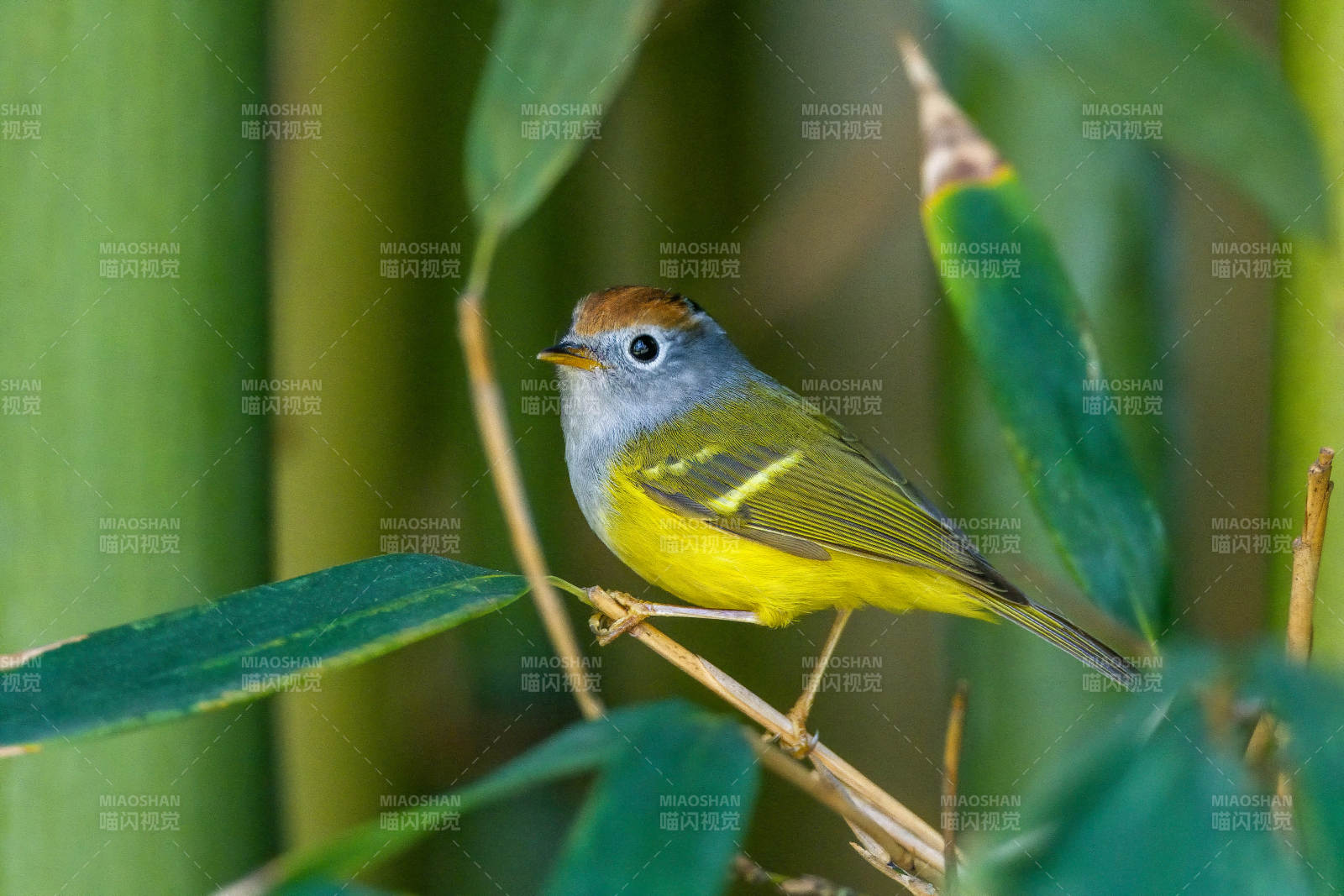 黄腹鹟栖竹枝图片