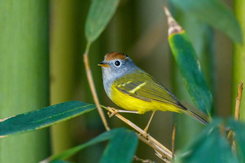 黄腹鹟栖竹枝图片