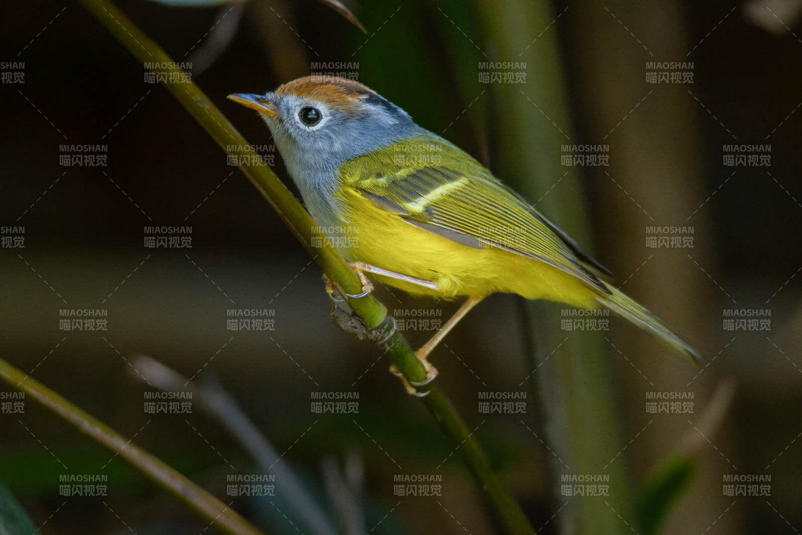 黄腹鹟栖枝头图片