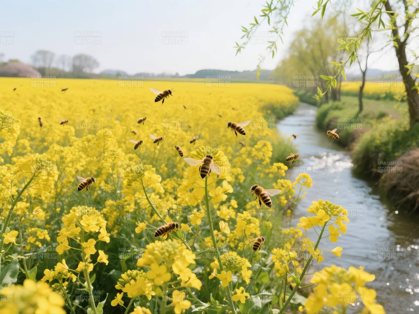 蜂舞花海溪畔图片