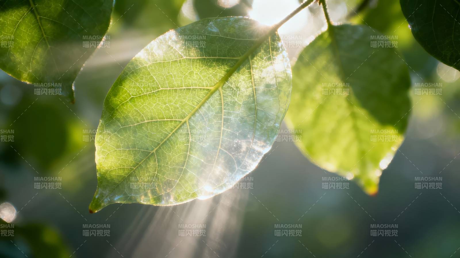 阳光穿透绿叶图片