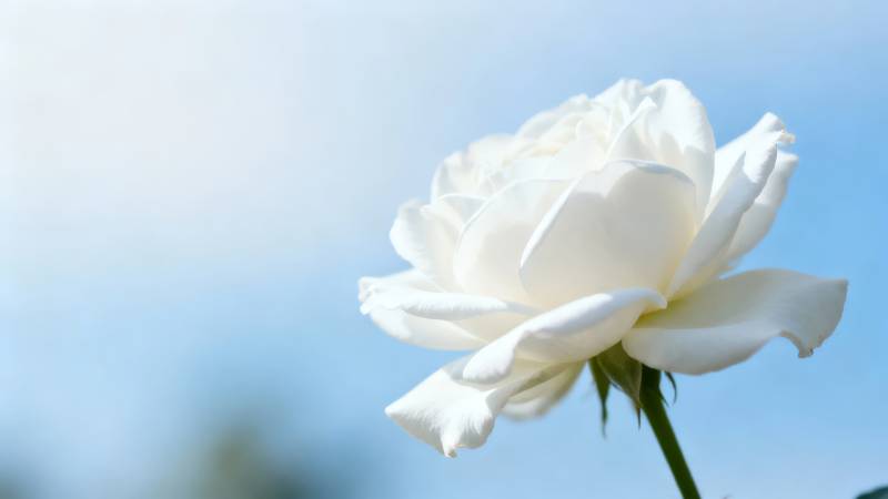 洁白玫瑰绽放图片