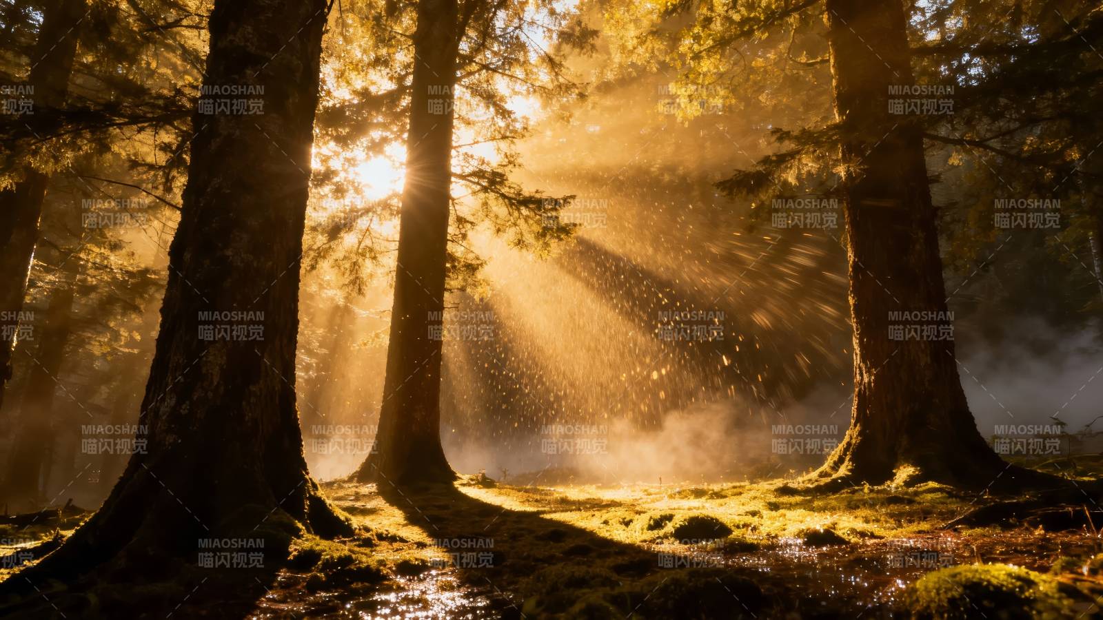 晨光穿透森林图片