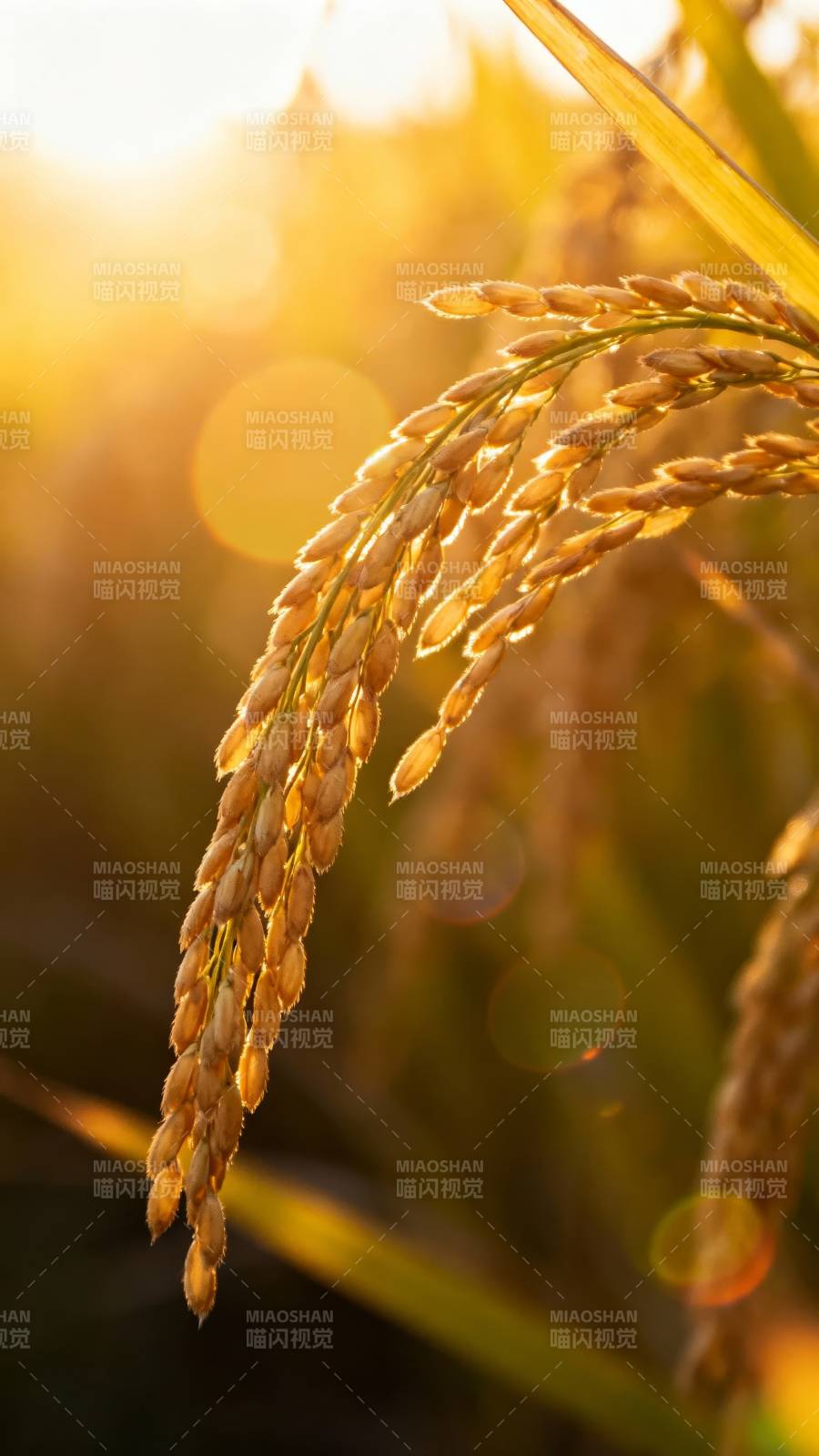 金穗迎晨光图片