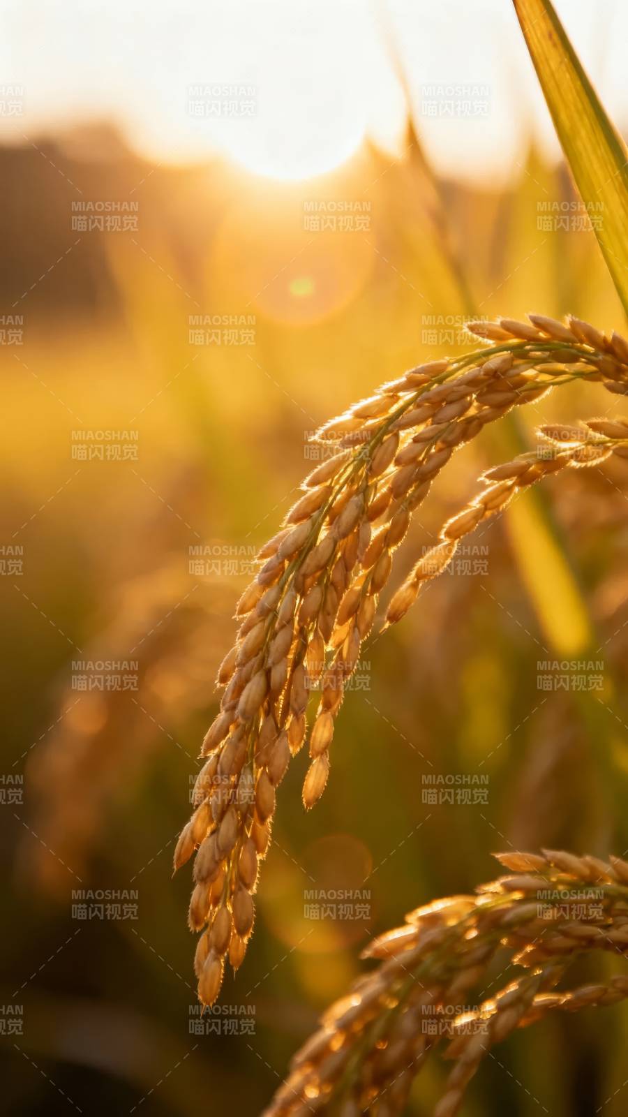 金穗迎晖图片