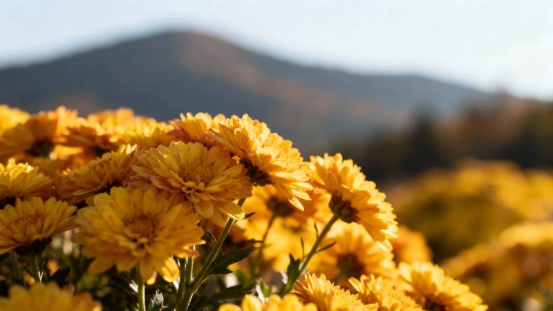 金菊绽放山野间图片