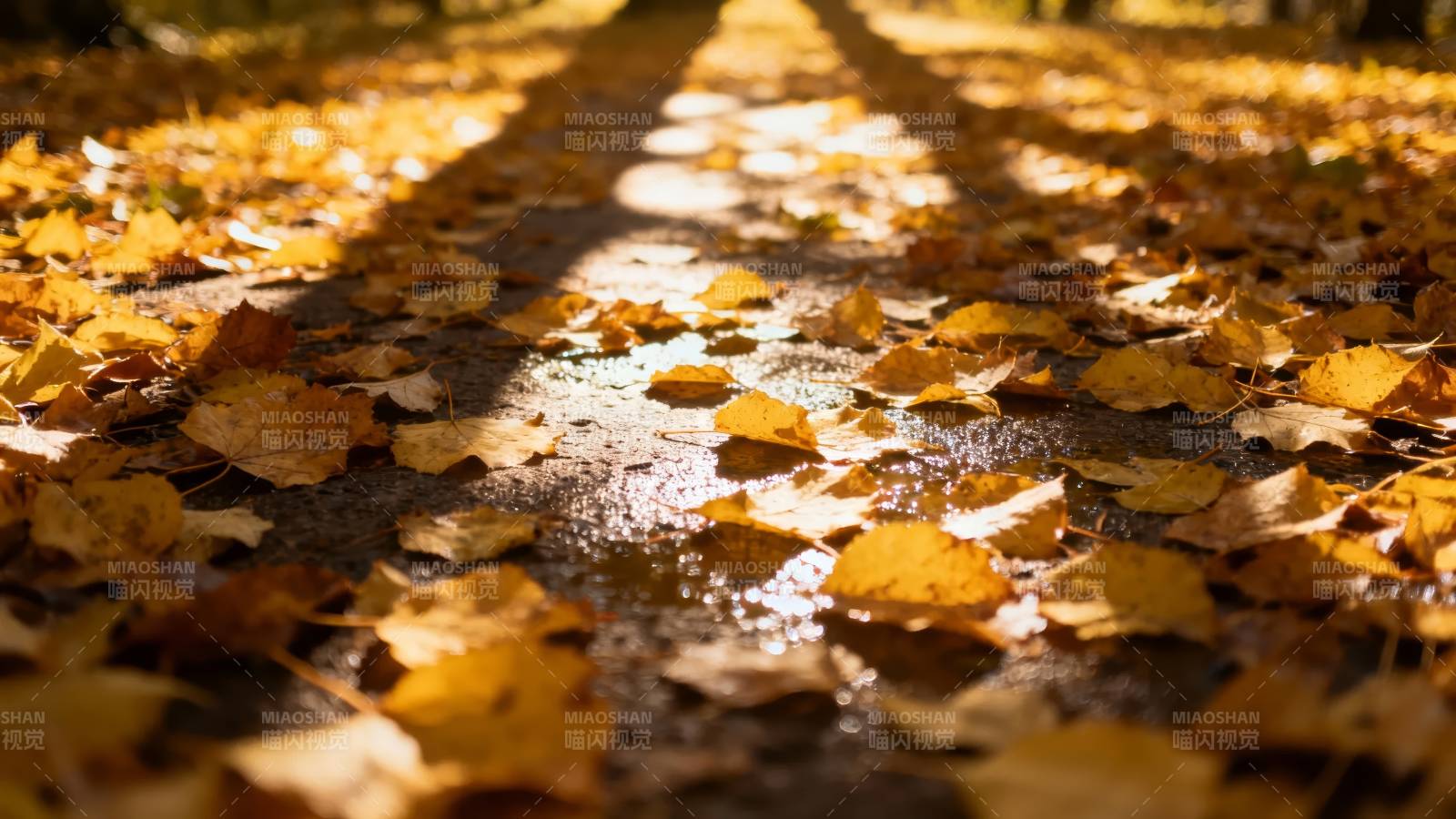 秋叶铺满小径图片