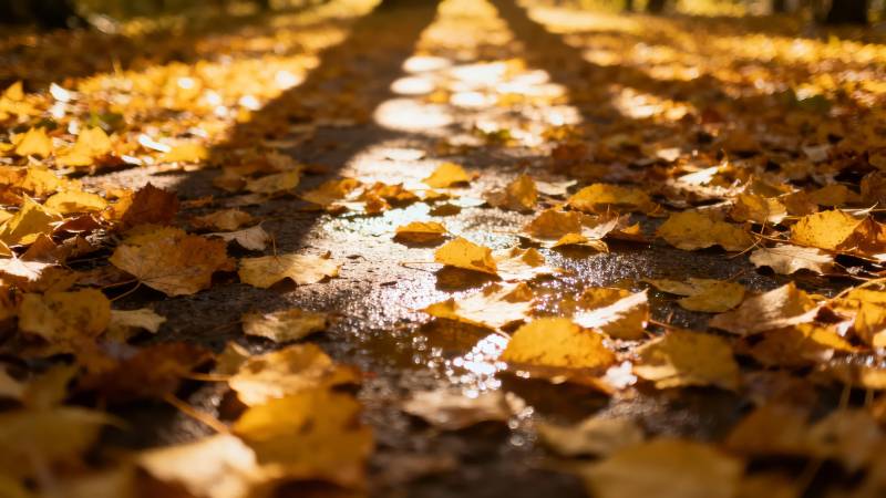 秋叶铺满小径图片