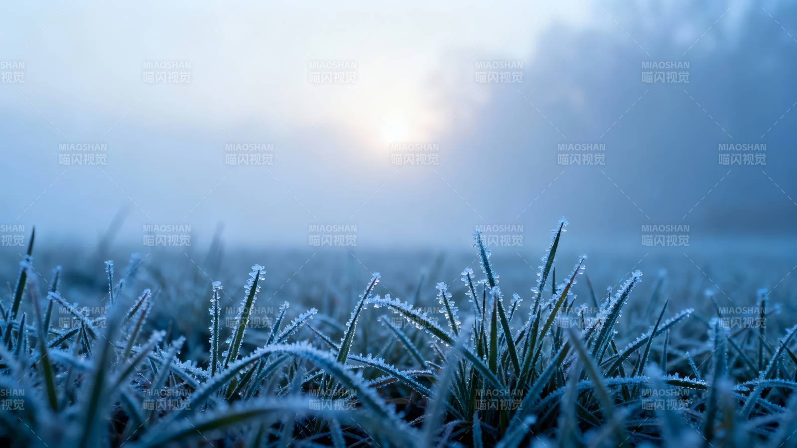 霜草晨光图片